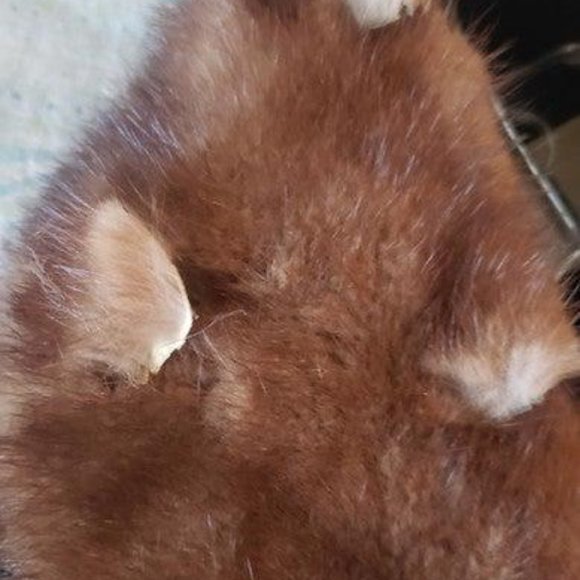 Hard to Find Vintage Lilli Ann Wool Coat - Picture 2 of 5